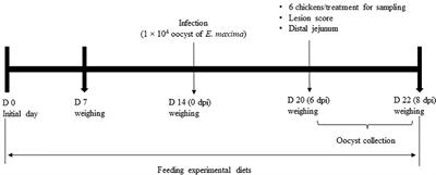 Gut Microbiota-Derived Indole-3-Carboxylate Influences Mucosal Integrity and Immunity Through the Activation of the Aryl Hydrocarbon Receptors and Nutrient Transporters in Broiler Chickens Challenged With Eimeria maxima